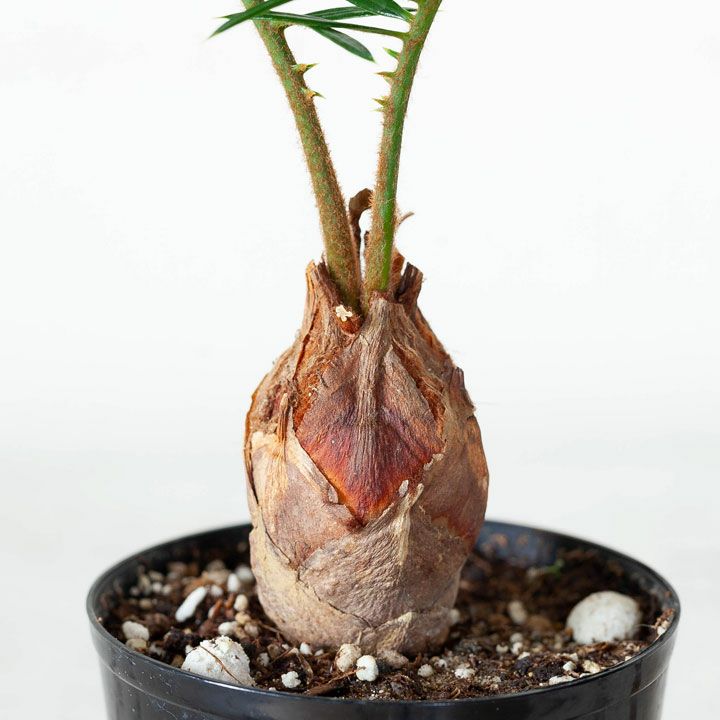 小さいソテツ（蘇鉄）観葉植物として室内でも楽しめるミニサイズ苗