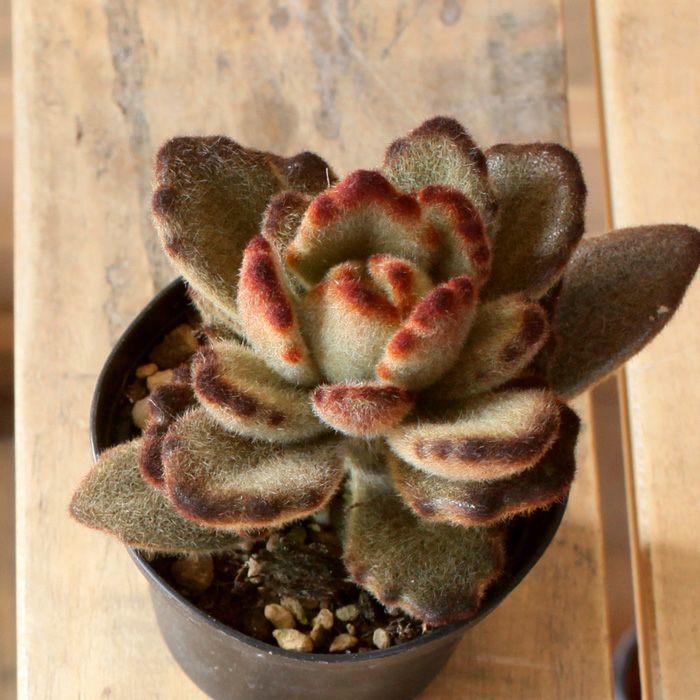 多肉植物テディベア2.5号苗 | [公式]e-花屋さん