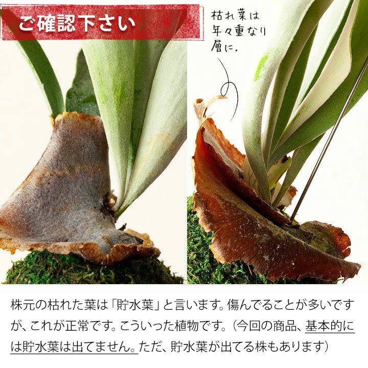 吊り下げる観葉植物、初めての人はコレ！コウモリランの苔玉ヴィーチー