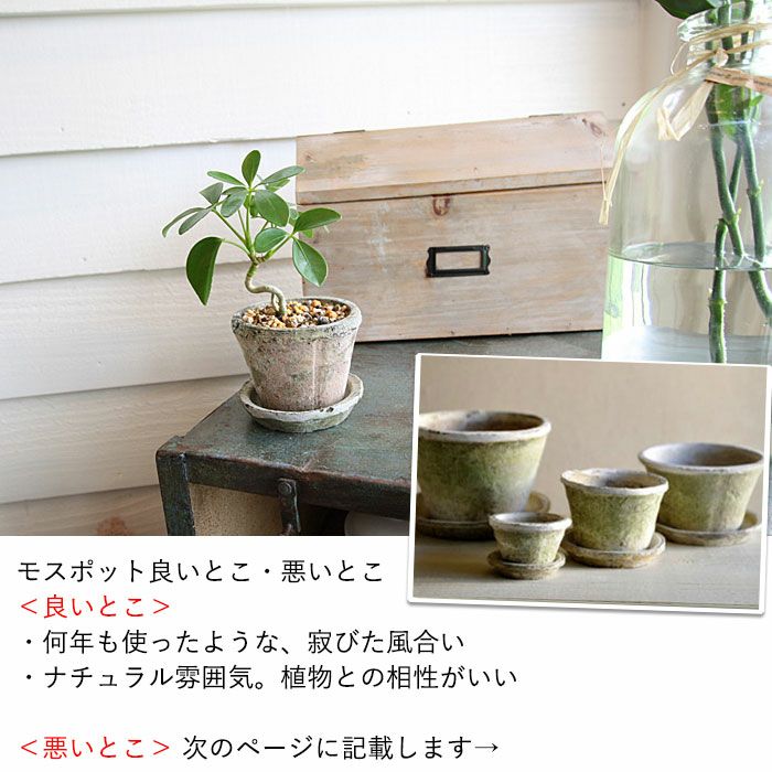 白のモスポット浅鉢（10cm/高さ6.5cm) | [公式]e-花屋さん
