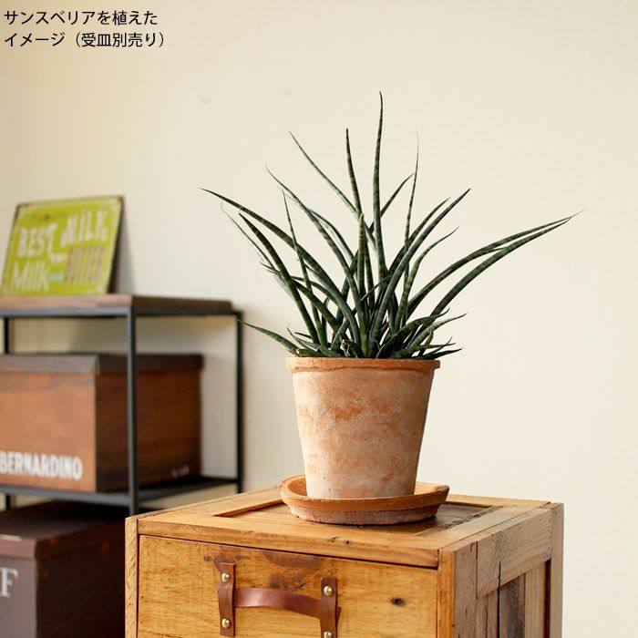 モスポット( アンティーク風テラコッタ）直径16cm×高さ14.5cm | [公式