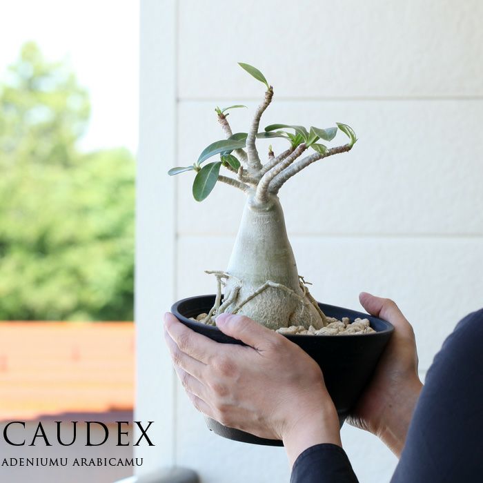 アデニウム・アラビカム（育て方付き）幹太の鉢植え｜[e-花屋さん
