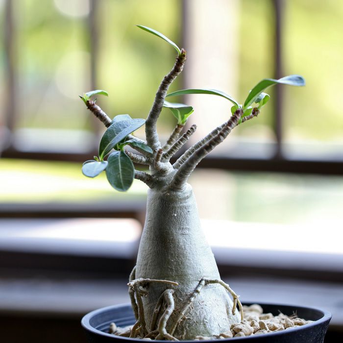アデニウム・アラビカム（育て方付き）幹太の鉢植え｜[e-花屋さん