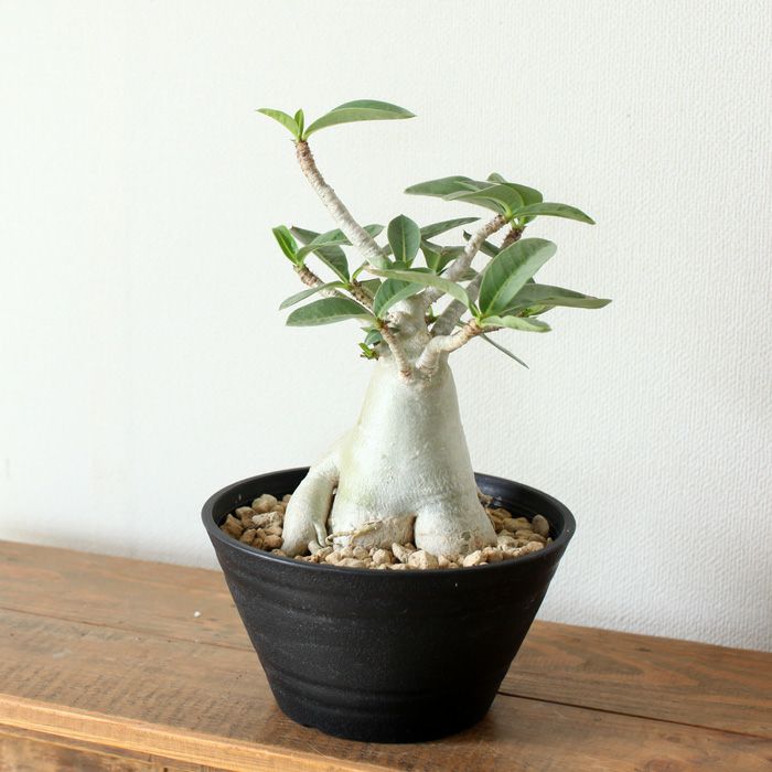 アデニウム・アラビカム（育て方付き）幹太の鉢植え｜[e-花屋さん