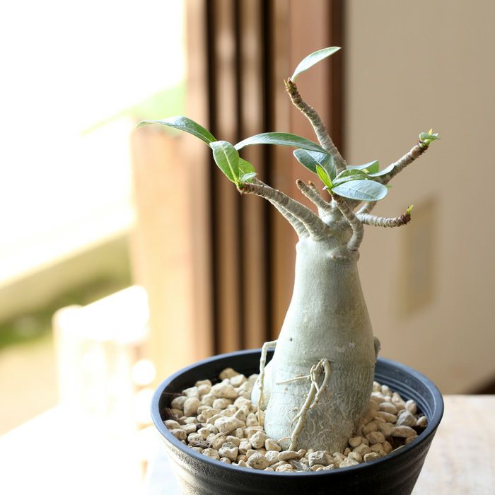 アデニウム・アラビカム（育て方付き）幹太の鉢植え｜[e-花屋さん