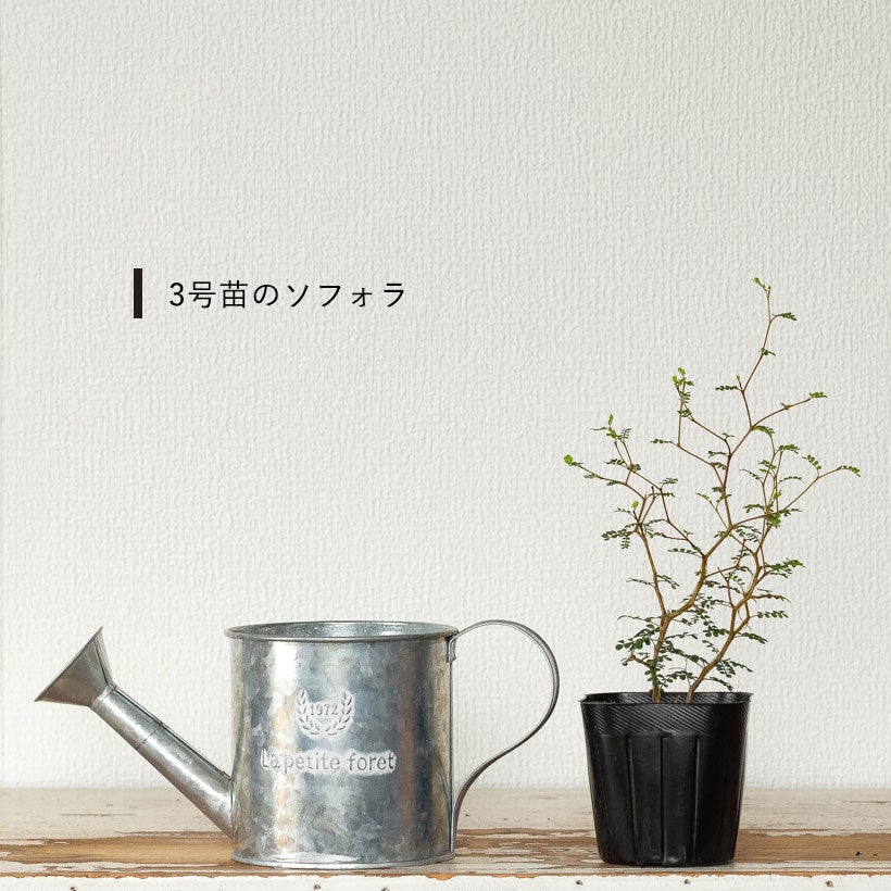 じょうろ植木鉢｜ブリキ素材のおしゃれアイテム。カバーでも利用OK