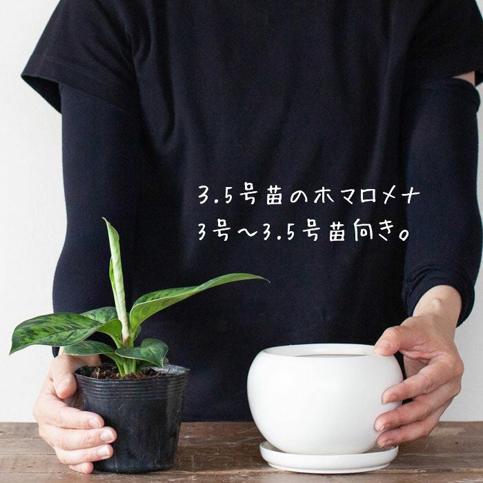 丸い鉢（ボール鉢）色のトーンを抑えた陶器鉢｜[公式] e-花屋さん