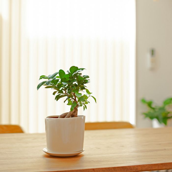 ツヤのある三角陶器植木鉢｜3.5～4号の観葉植物の植え替えに