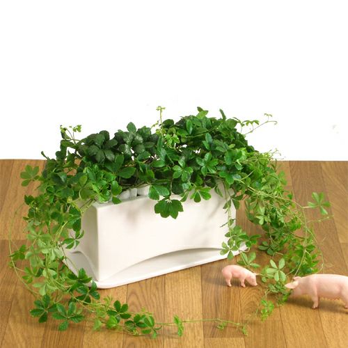 横長の植木鉢（陶器）3号苗2つ入る！観葉の寄せ植えにe-花屋さん