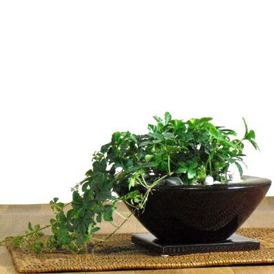 お皿のような白黒陶器鉢｜3号～3.5号の観葉植物の植え替えに