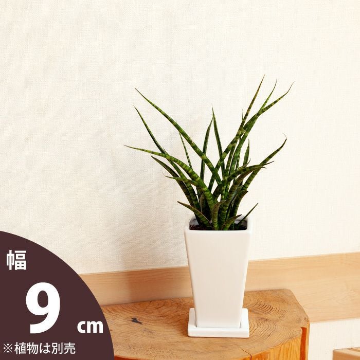 四角の縦長ツヤあり陶器鉢｜2.5号～3号観葉植物の植え替えに