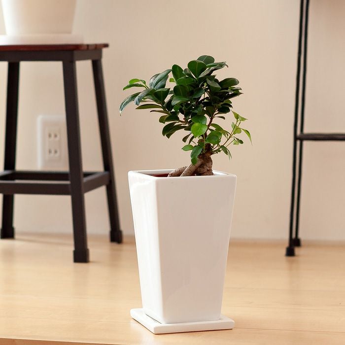 ツヤ感縦長スクエア植木鉢｜3.5号～4号の観葉植物の植え替えに