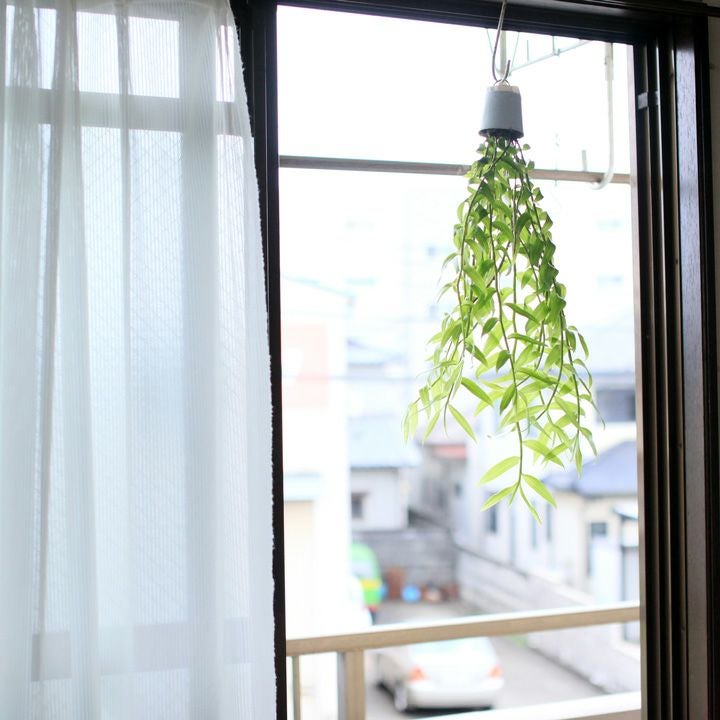 デンドロビウム・ピエラルディーを、インテリア観葉植物として