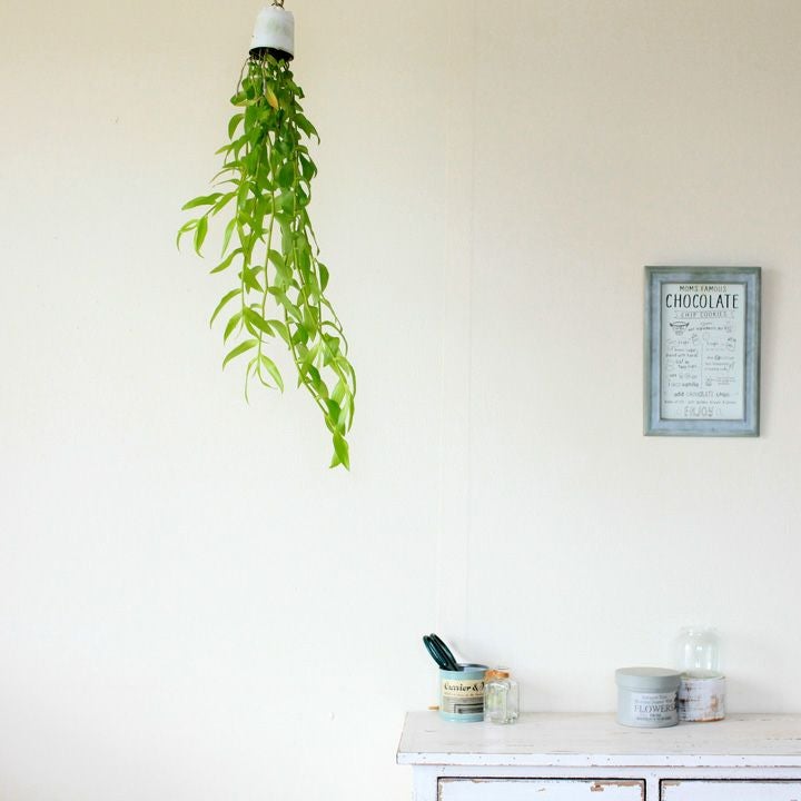 デンドロビウム・ピエラルディーを、インテリア観葉植物として