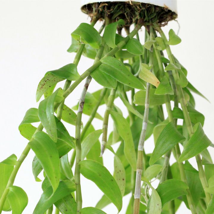 デンドロビウム・ピエラルディーを、インテリア観葉植物として