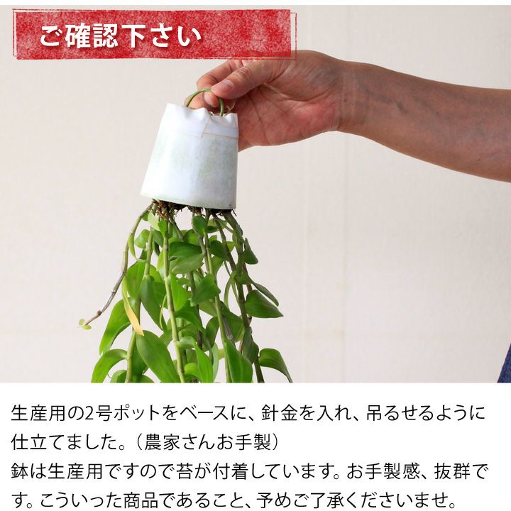 デンドロビウム・ピエラルディーを、インテリア観葉植物として