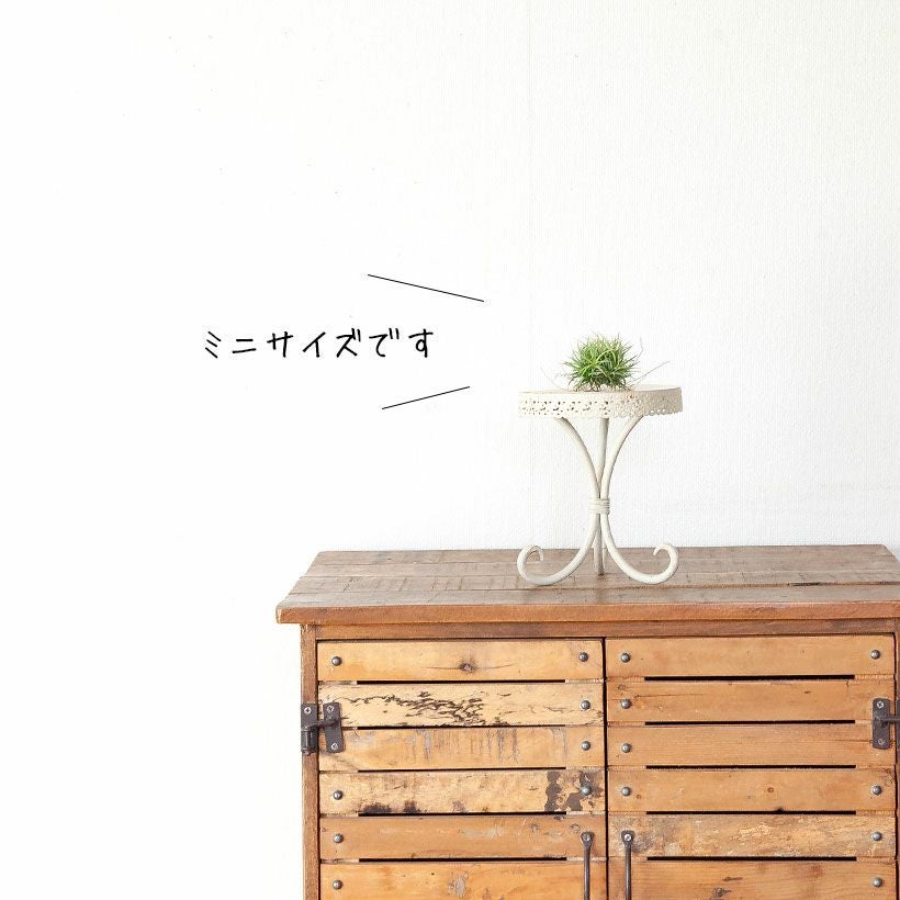 チランジア・クランプ｜エアプランツ入門種フエゴの群生株e-花屋さん