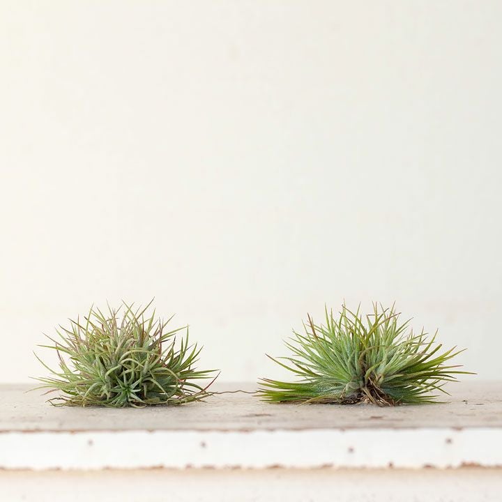 チランジア・クランプ｜エアプランツ入門種フエゴの群生株e-花屋さん