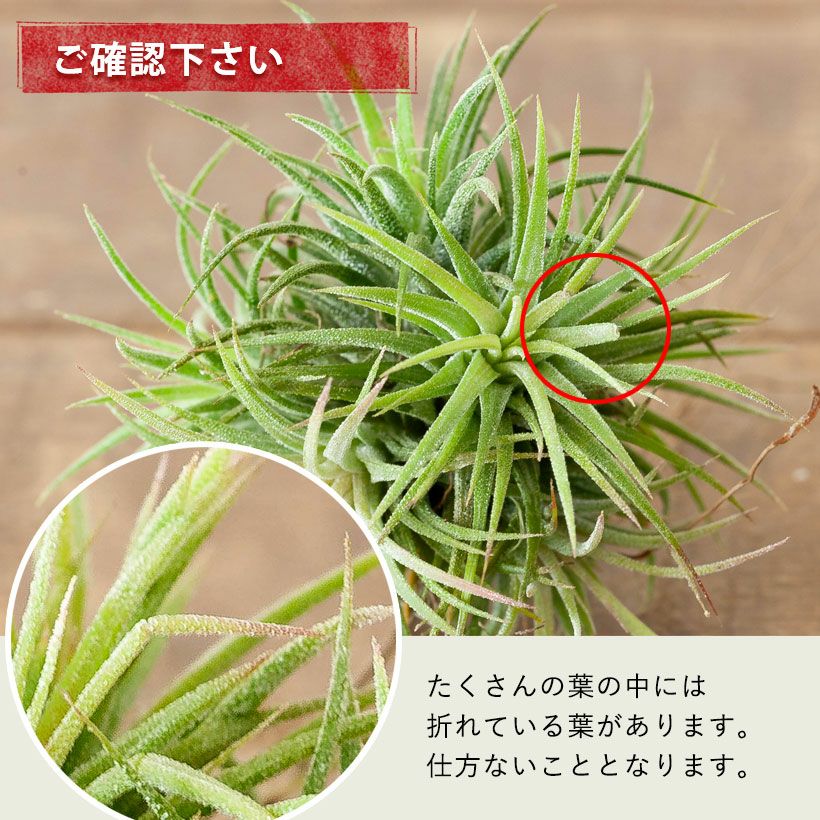 チランジア・クランプ｜エアプランツ入門種フエゴの群生株e-花屋さん