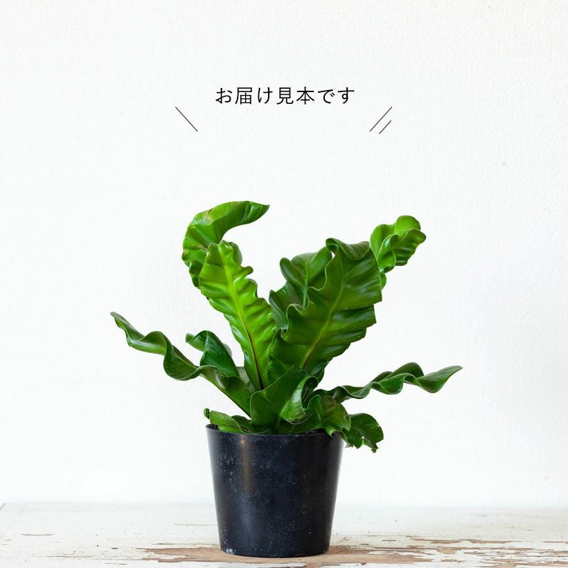 アスプレニウム・コブラ｜陰に強い観葉植物アビスの矮性種