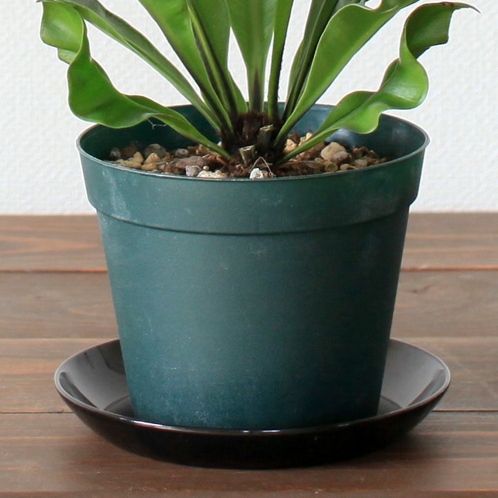 鉢受け皿（植木鉢の下に敷く皿）4号サイズ｜人気のクリア（透明）