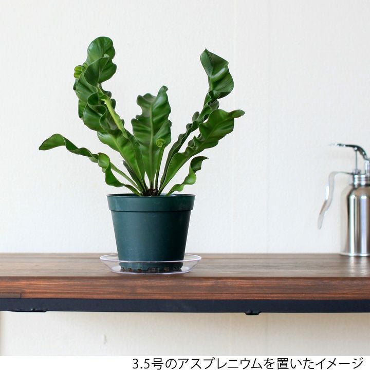鉢受け皿（植木鉢の下に敷く皿）4号サイズ｜人気のクリア（透明）