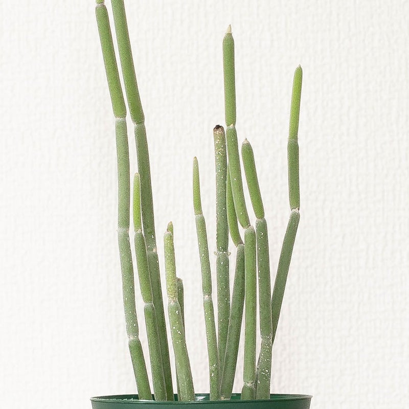 ユーフォルビア・プセウドグロボーサ