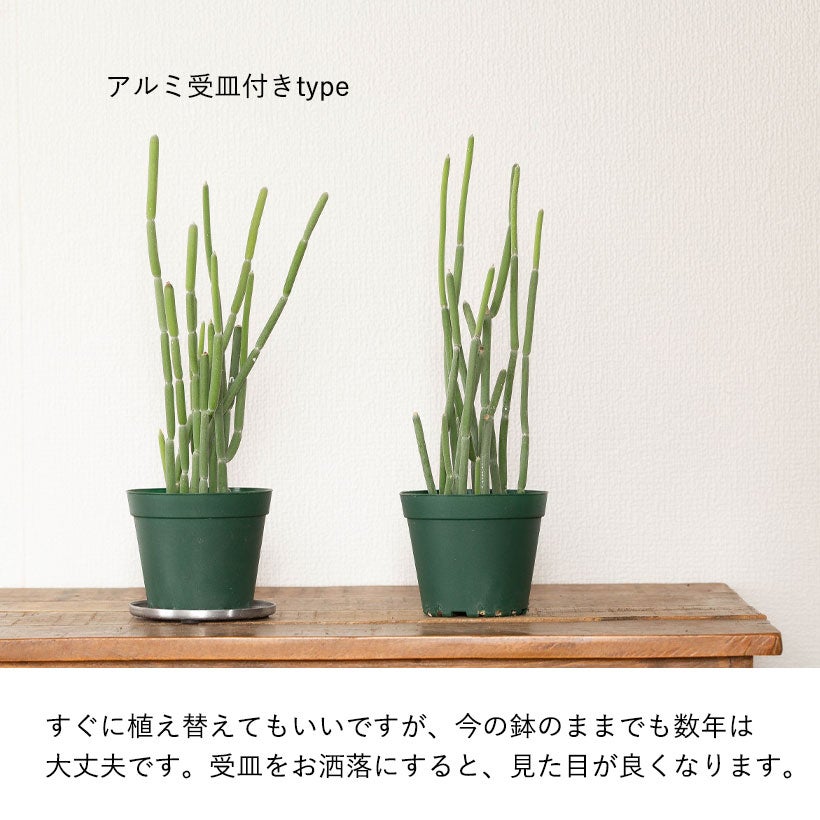 フォロトシア・グランディフロラム｜サボテンみたいな多肉植物