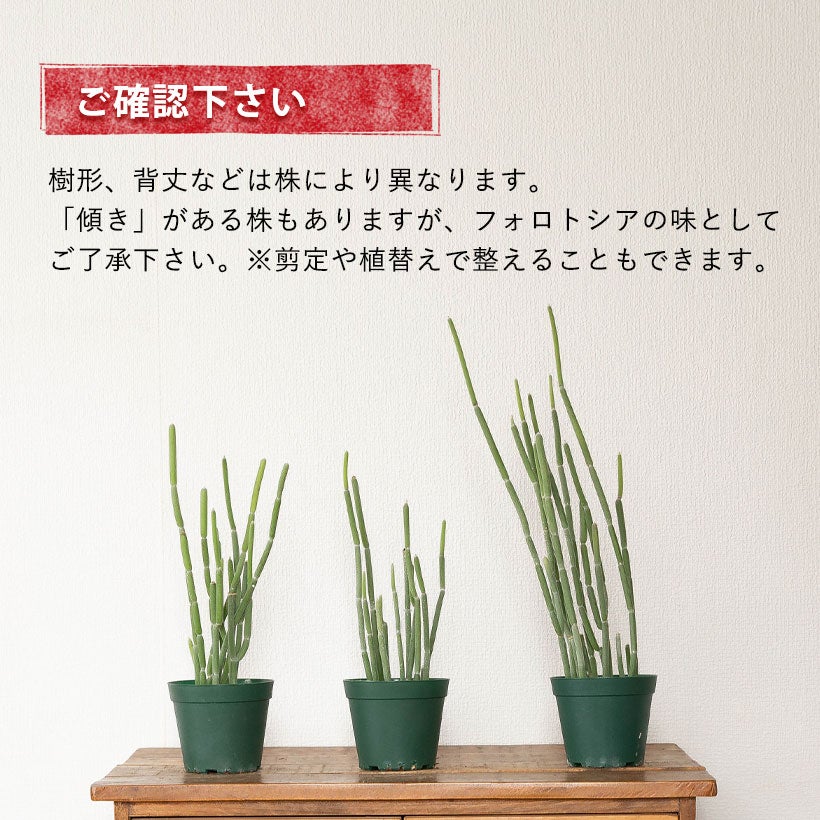 フォロトシア・グランディフロラム｜サボテンみたいな多肉植物