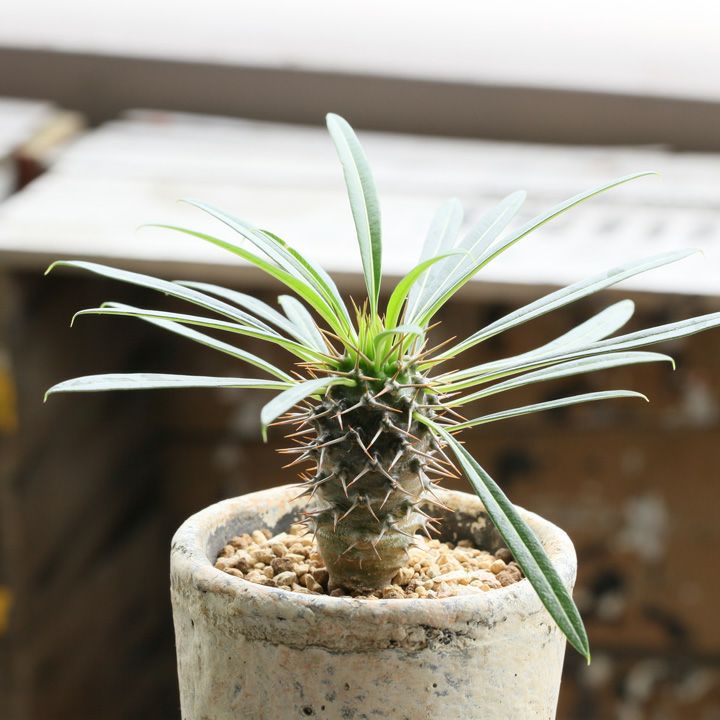 000000001226-01.jpg?size=l&w=