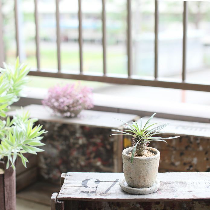 パキポディウム ラメレイ（ラメリー）ミニの割に幹太；育て方付き