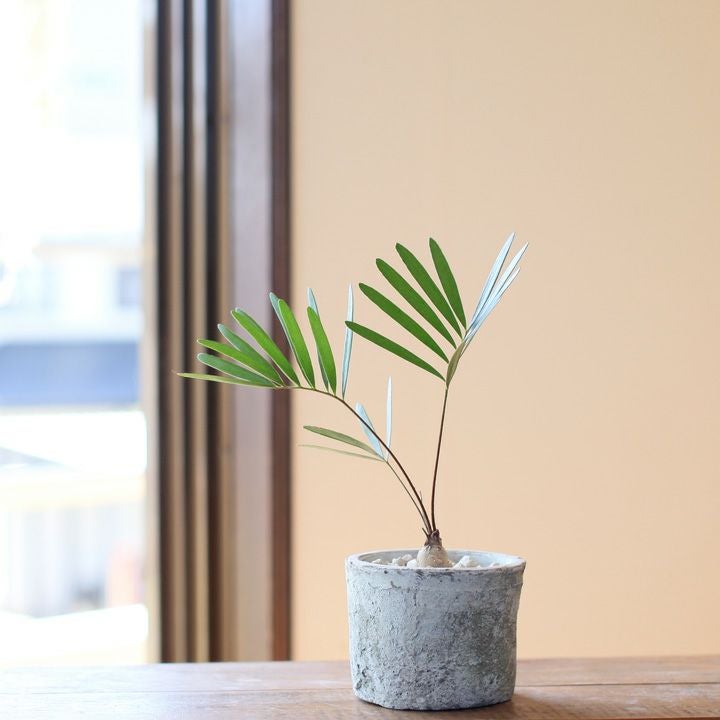 000000001227-01.jpg?size=l&w=