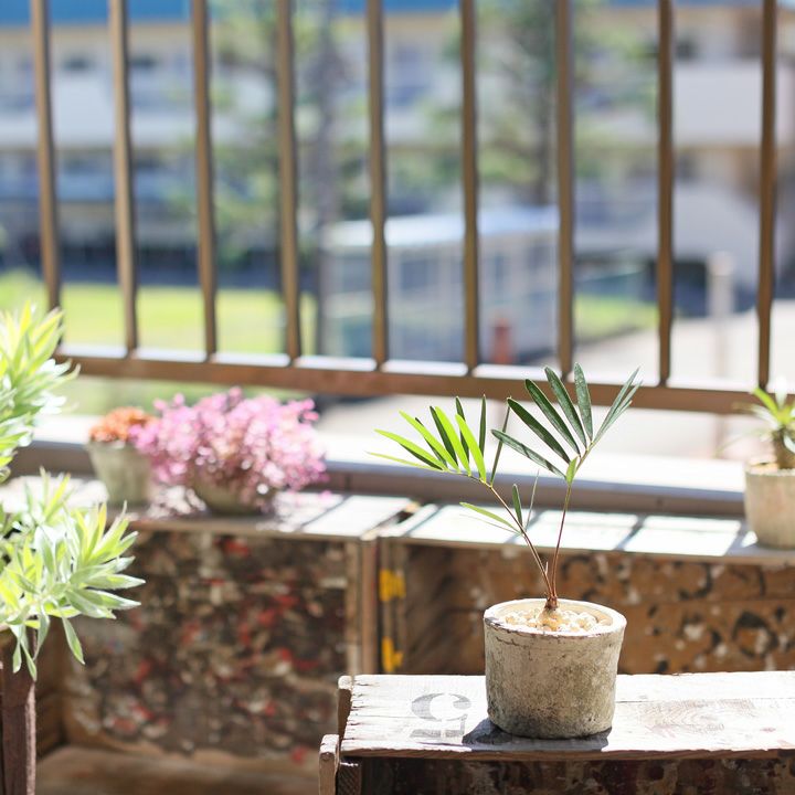 ザミア・フロリダーナ | [公式]e-花屋さん