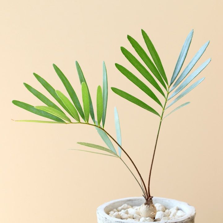 ザミア・フロリダーナ | [公式]e-花屋さん