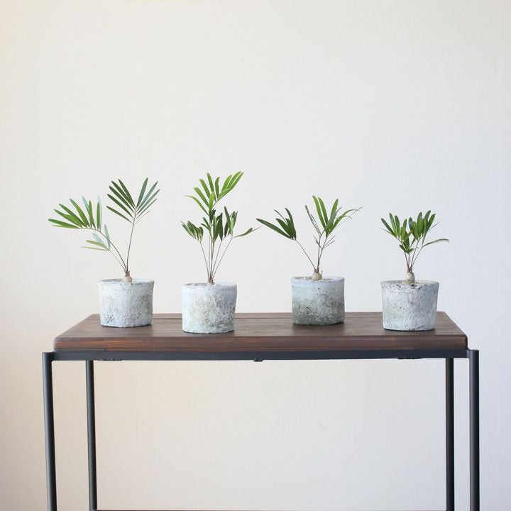 ザミア・フロリダーナ | [公式]e-花屋さん