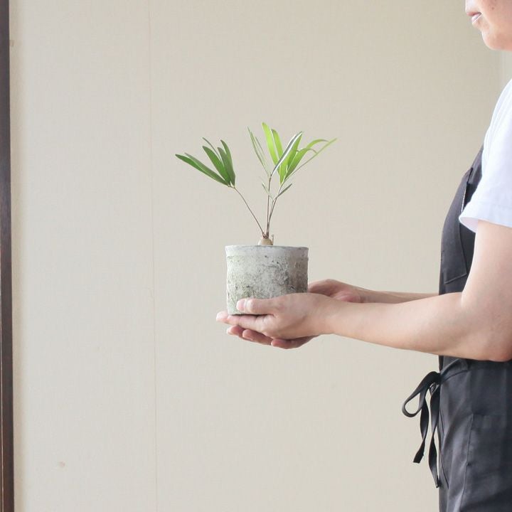 ザミア・フロリダーナ | [公式]e-花屋さん