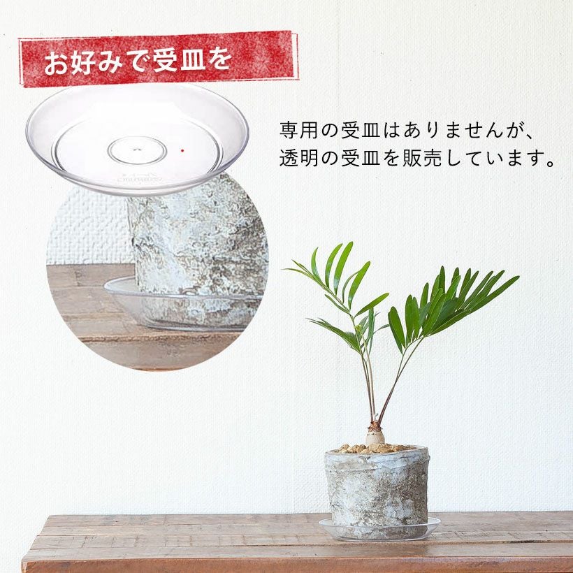 ザミア・フロリダーナ | [公式]e-花屋さん