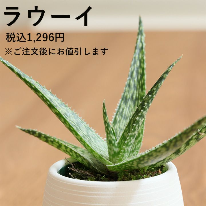 アロエ鬼切丸（オニキリマル）※アクレアータ｜[育て方付きe花屋