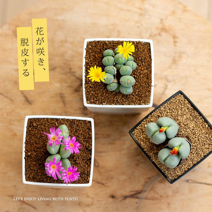 000000001237-02.jpg?size=l&w=