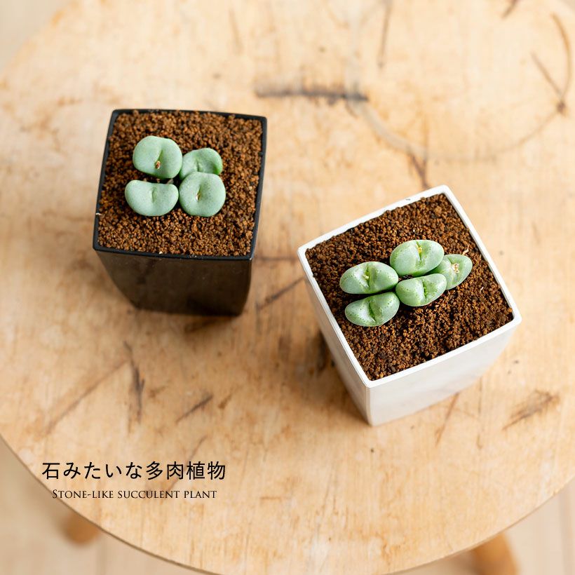 コノフィツム脱皮する多肉植物｜水少ないとしわしわに育て方付き