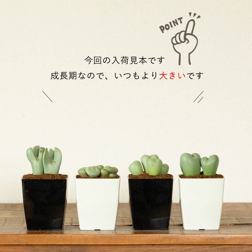 コノフィツム脱皮する多肉植物｜水少ないとしわしわに育て方付き