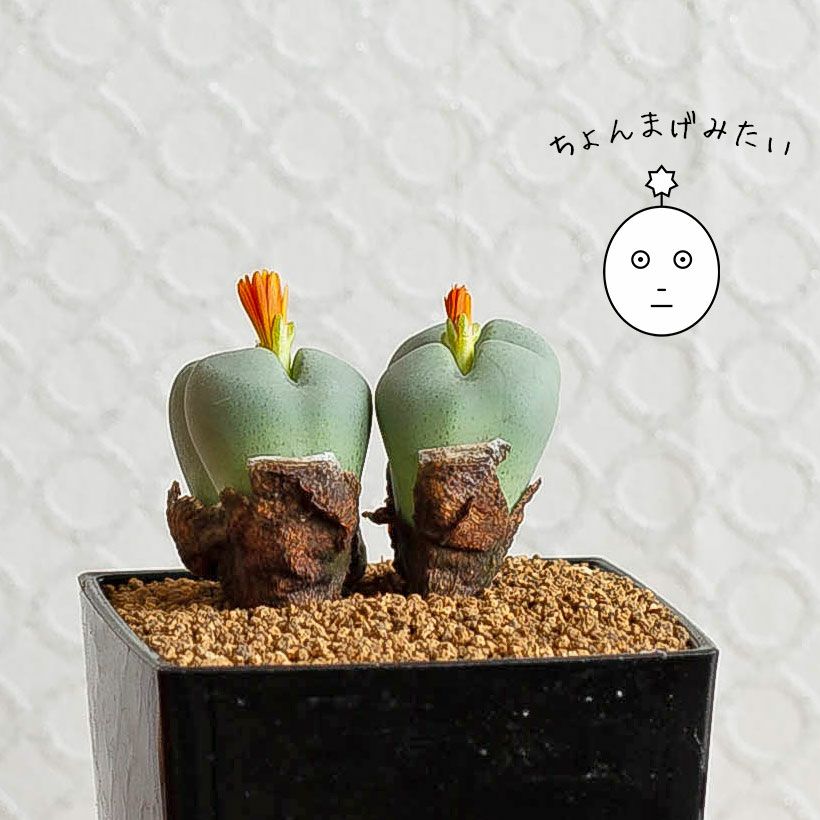 000000001237-18.jpg?size=l&w=