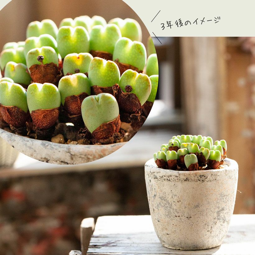 000000001237-19.jpg?size=l&w=