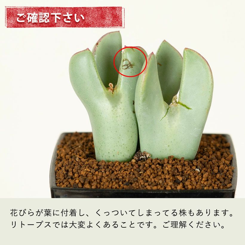 コノフィツム脱皮する多肉植物｜水少ないとしわしわに育て方付き