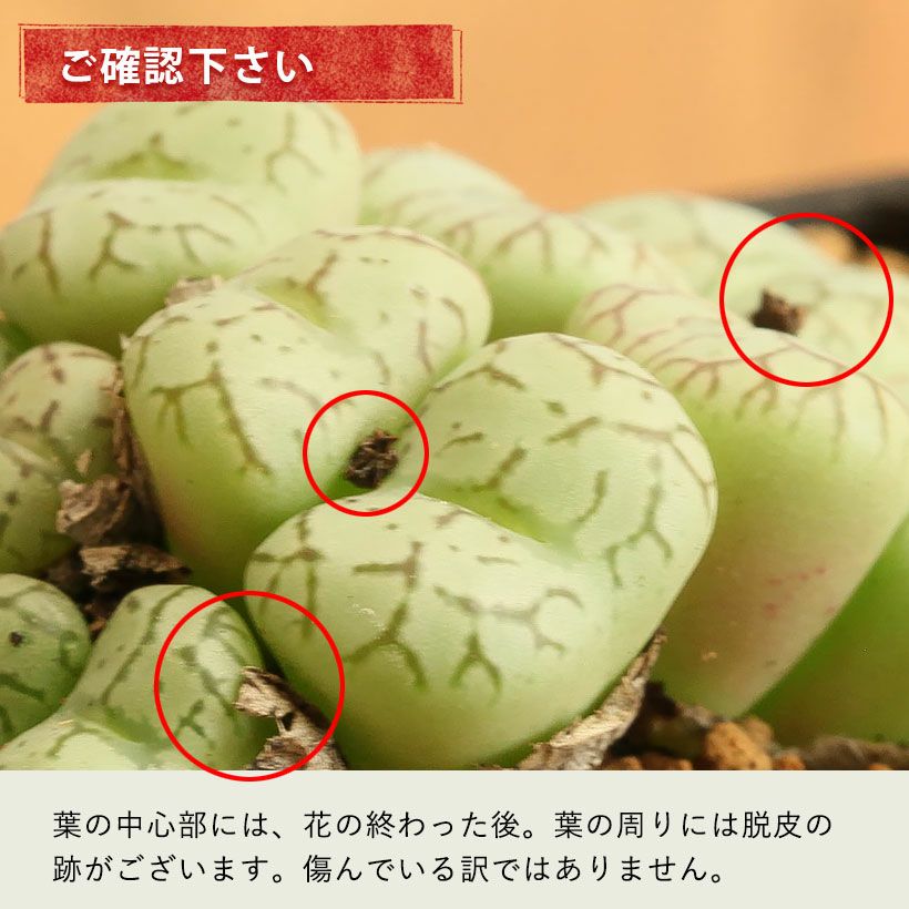 コノフィツム脱皮する多肉植物｜水少ないとしわしわに育て方付き