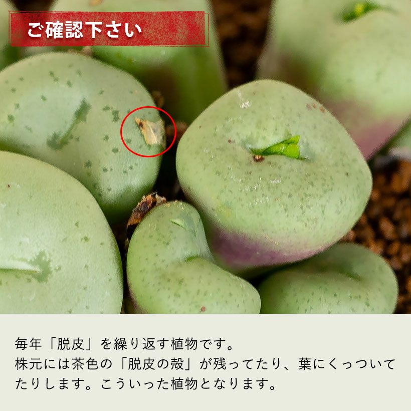 コノフィツム脱皮する多肉植物｜水少ないとしわしわに育て方付き