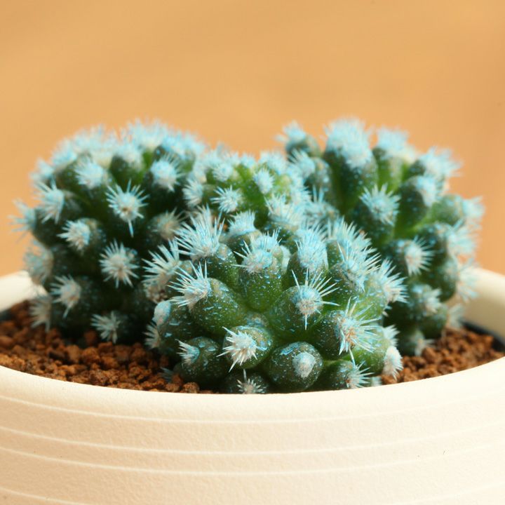 000000001238-03.jpg?size=l&w=