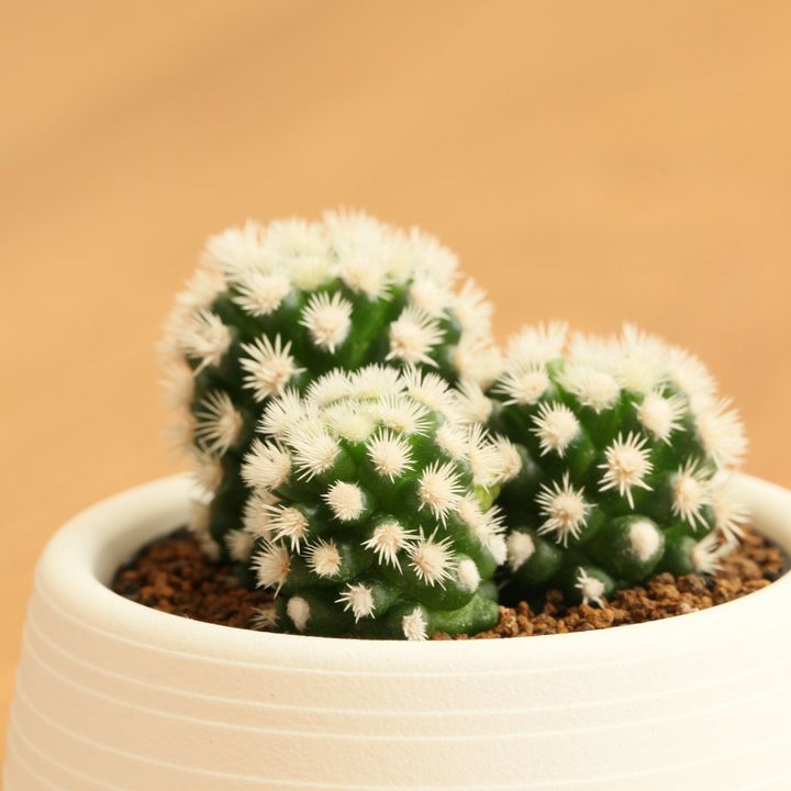 000000001238-05.jpg?size=l&w=