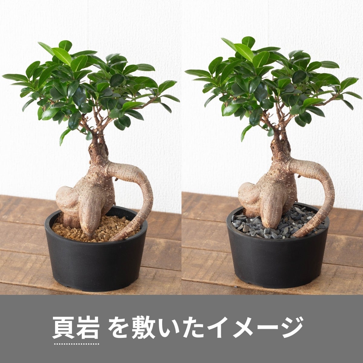 化粧石：鹿児島で採石、自然な風合いのマルチング素材（760g