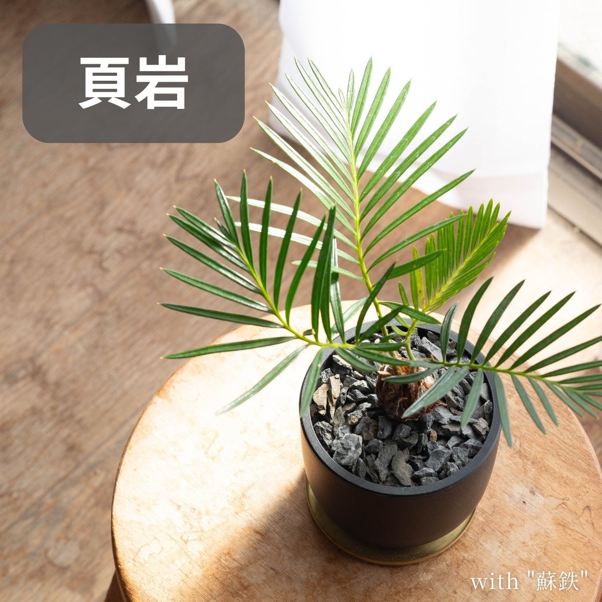 蘇鉄を黒い鉢に植え頁岩の化粧石を敷いて飾っている写真